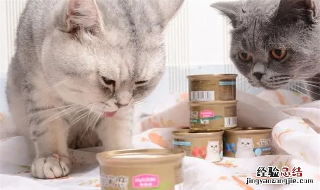 猫罐头能给幼猫吃,幼猫可以吃成猫的罐头吗