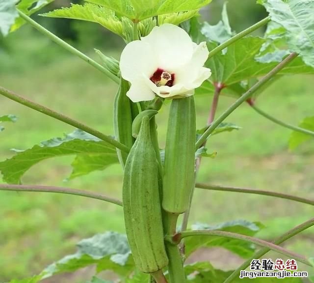 秋葵怎么种植 秋葵怎么种