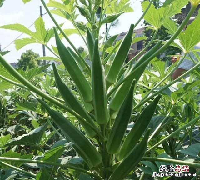 秋葵怎么种植 秋葵怎么种