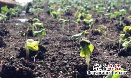 秋葵怎么种植 秋葵怎么种