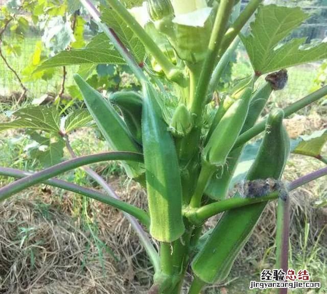 秋葵怎么种植 秋葵怎么种
