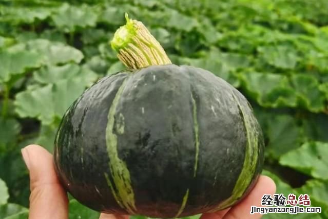 贝贝小南瓜怎么蒸好吃 贝贝小南瓜怎么蒸才会粉糯