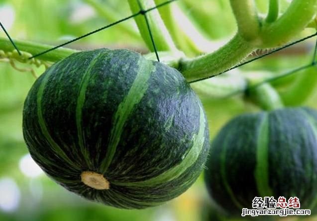 贝贝小南瓜怎么蒸好吃 贝贝小南瓜怎么蒸才会粉糯