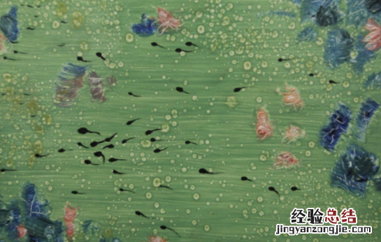 野生小蝌蚪吃什么,野生小蝌蚪会吃什么