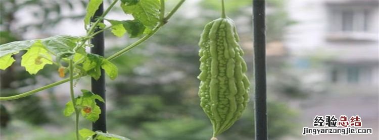苦瓜为什么只开花不结果，苦瓜开花不结果的处理方法
