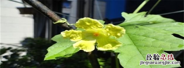 苦瓜为什么只开花不结果，苦瓜开花不结果的处理方法