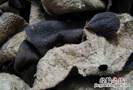 粑粑柑皮能做陈皮用吗 陈皮是用什么皮做的呢
