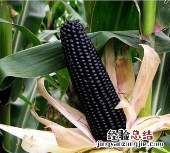煮玉米需要注意什么