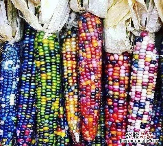 煮玉米需要注意什么