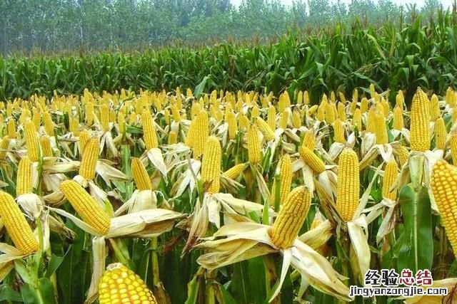 煮玉米需要注意什么