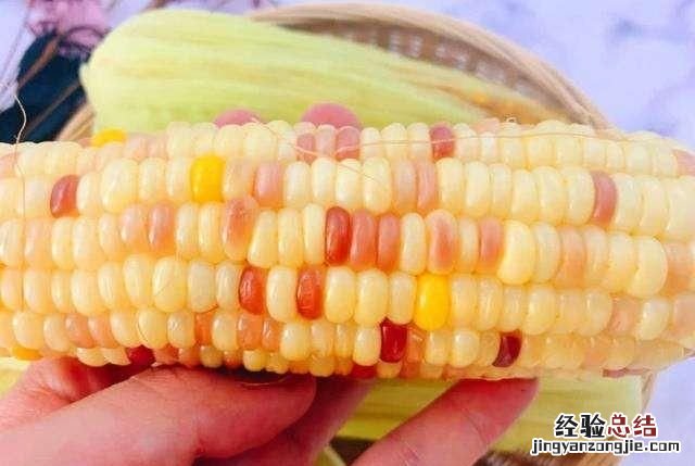 煮玉米需要注意什么