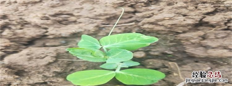 豌豆怎么播种,北方豌豆什么时候种植最好