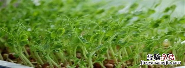 豌豆怎么播种,北方豌豆什么时候种植最好