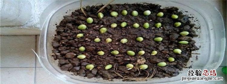 豌豆怎么播种,北方豌豆什么时候种植最好
