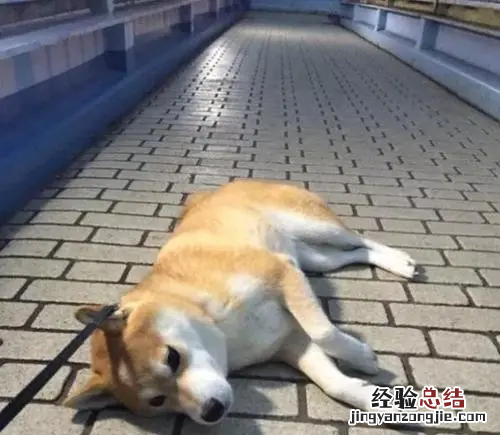 虐待动物会收到什么惩罚,绍兴幼狗装袋挂树上被女子散步时救下