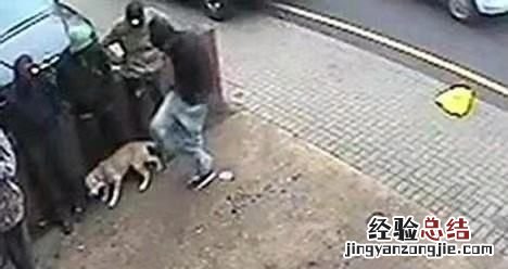 虐待动物会收到什么惩罚,绍兴幼狗装袋挂树上被女子散步时救下