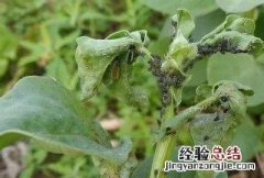 酒精能杀死蚜虫和红蜘蛛吗