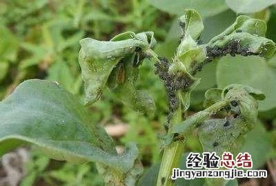 酒精能杀死蚜虫和红蜘蛛吗