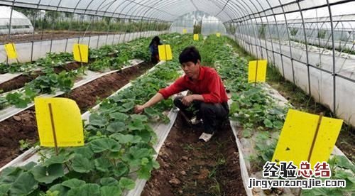 酒精能杀死蚜虫和红蜘蛛吗