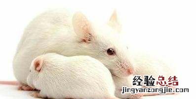 为什么科学家都用小白鼠做实验