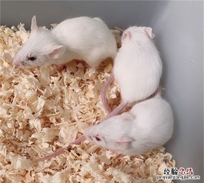 为什么科学家都用小白鼠做实验