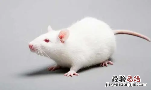 为什么科学家都用小白鼠做实验