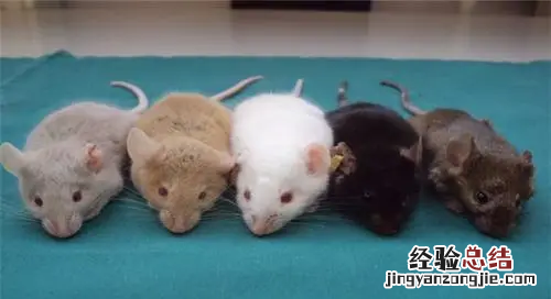 为什么科学家都用小白鼠做实验