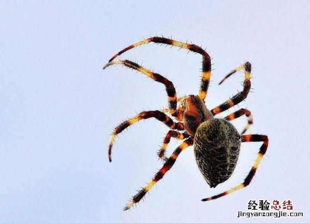蜘蛛能吃吗?有什么做法呢,蜘蛛怎么吃才有营养