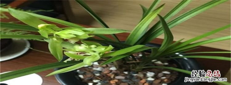 家里种的兰花只长叶不开花是什么原因