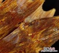 一两沉香一两金 为什么真的奇楠沉香那么贵