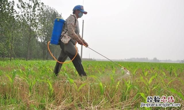 大量储存玉米生虫子用什么药 为什么今年的玉米生这么多虫子