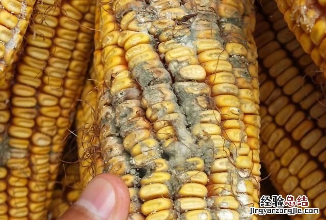 大量储存玉米生虫子用什么药 为什么今年的玉米生这么多虫子