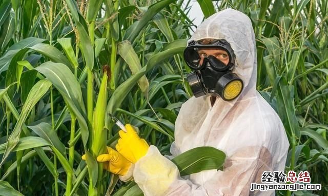 大量储存玉米生虫子用什么药 为什么今年的玉米生这么多虫子