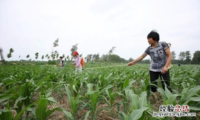 大量储存玉米生虫子用什么药 为什么今年的玉米生这么多虫子