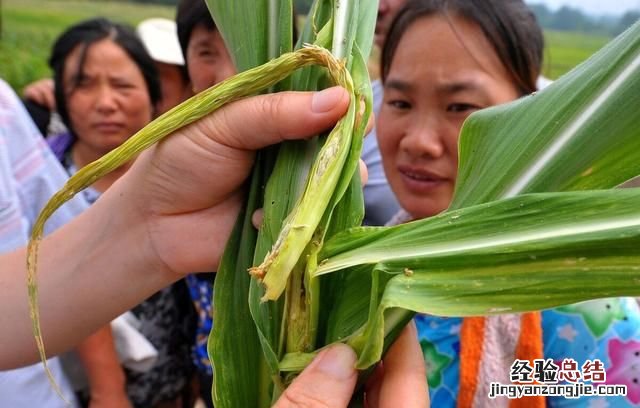 大量储存玉米生虫子用什么药 为什么今年的玉米生这么多虫子