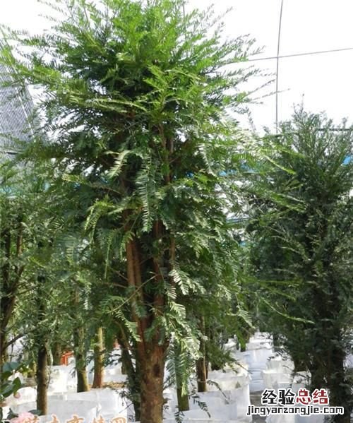 红豆杉的八大功效与作用,红豆杉树根的功效和作用是什么