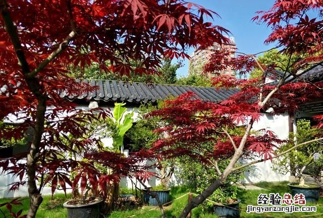 盆栽花卉干透浇透见干见湿怎么解释呢