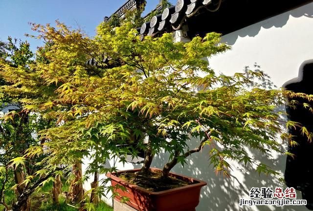 盆栽花卉干透浇透见干见湿怎么解释呢