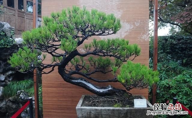 盆栽花卉干透浇透见干见湿怎么解释呢