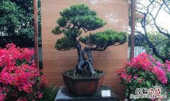 盆栽花卉干透浇透见干见湿怎么解释呢