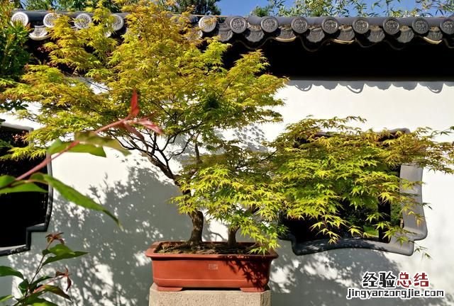 盆栽花卉干透浇透见干见湿怎么解释呢