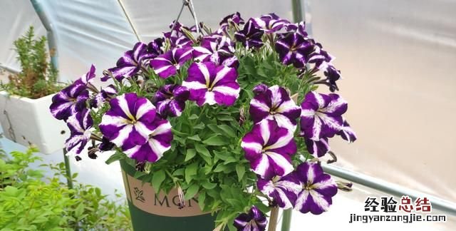盆栽花卉干透浇透见干见湿怎么解释呢