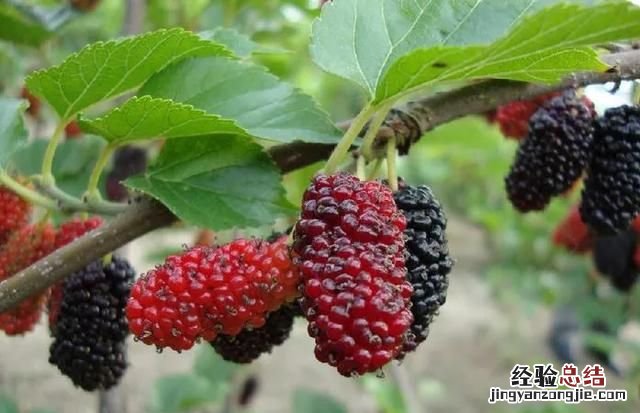 桑葚泡白酒的正确做法 桑葚可以泡白酒喝吗