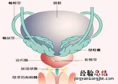 想小便但是尿不出来是什么原因