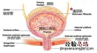 想小便但是尿不出来是什么原因