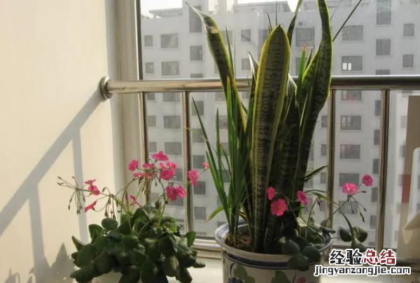 家庭养植花卉，家里三种花草不可以养