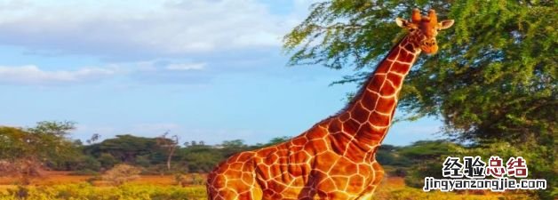 长颈鹿住在哪里,长颈鹿生活在哪个地方