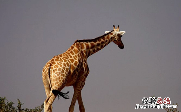 长颈鹿住在哪里,长颈鹿生活在哪个地方