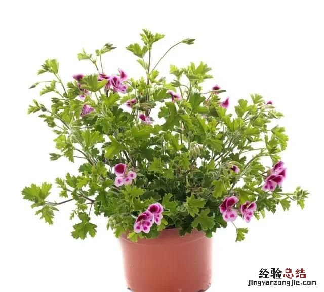 蚊子怕什么植物