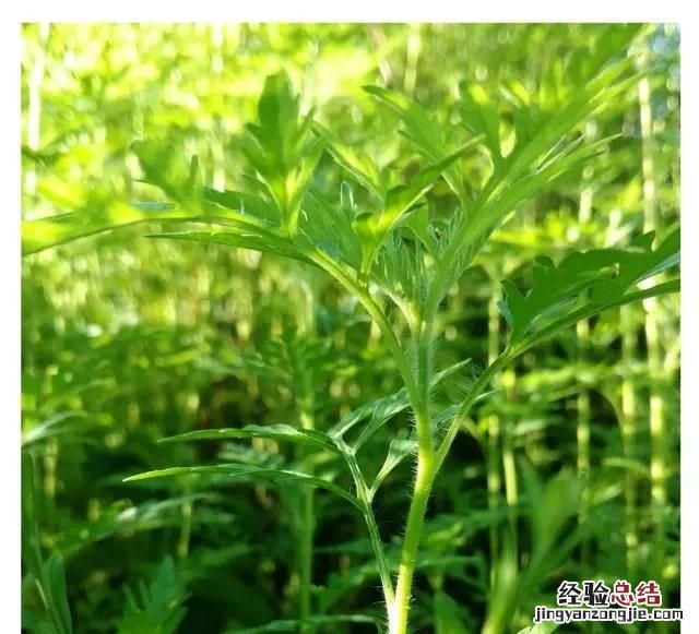 蚊子怕什么植物